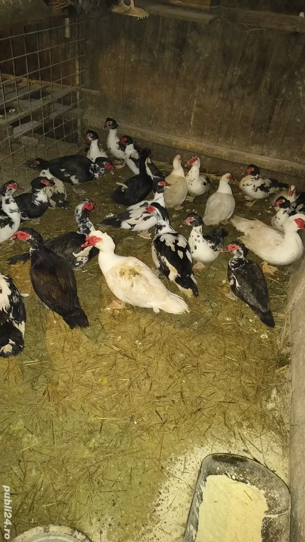 vand rațe rățoi mute