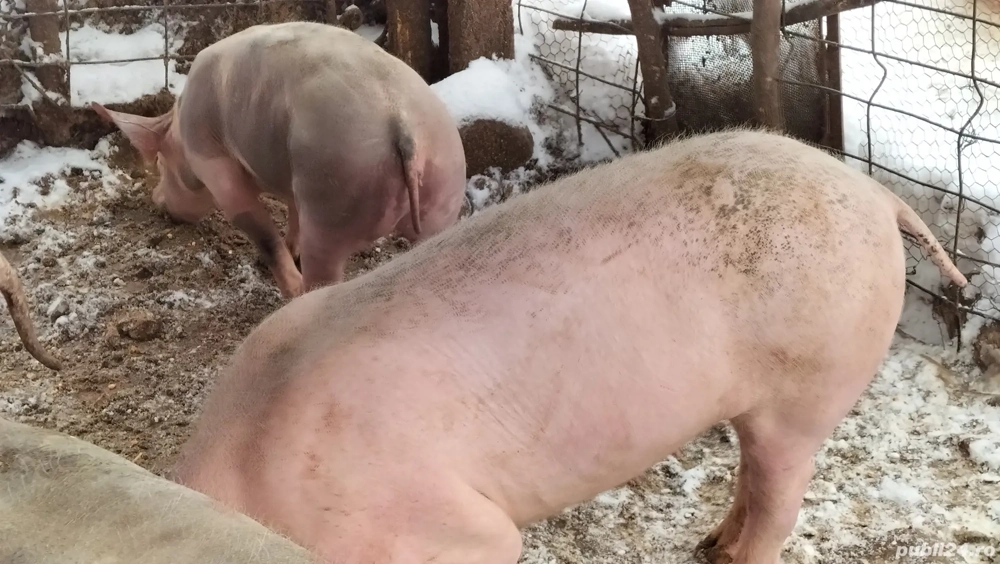 Vînd 2 scrofițe una Petrean și una Marele alb.