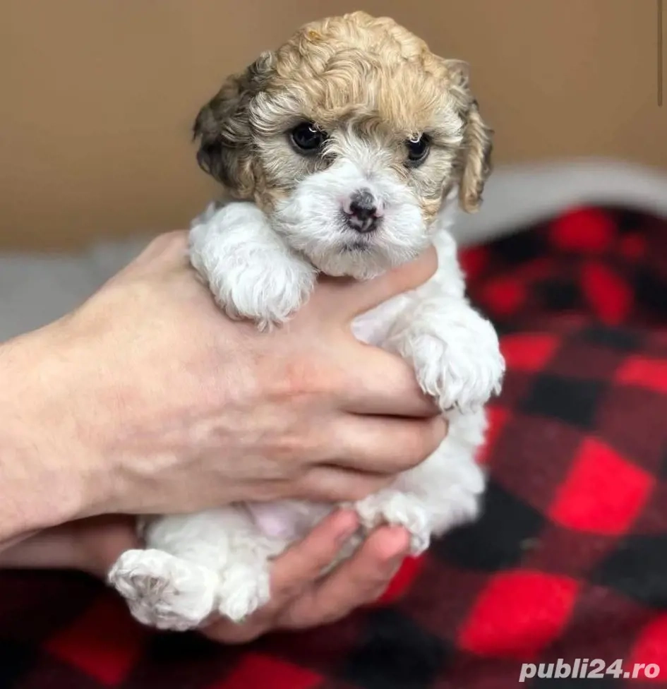 Bichon havanez fetite și baietei  800 lei