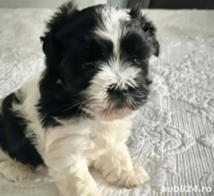 Bichon Havanez cu pedigree 