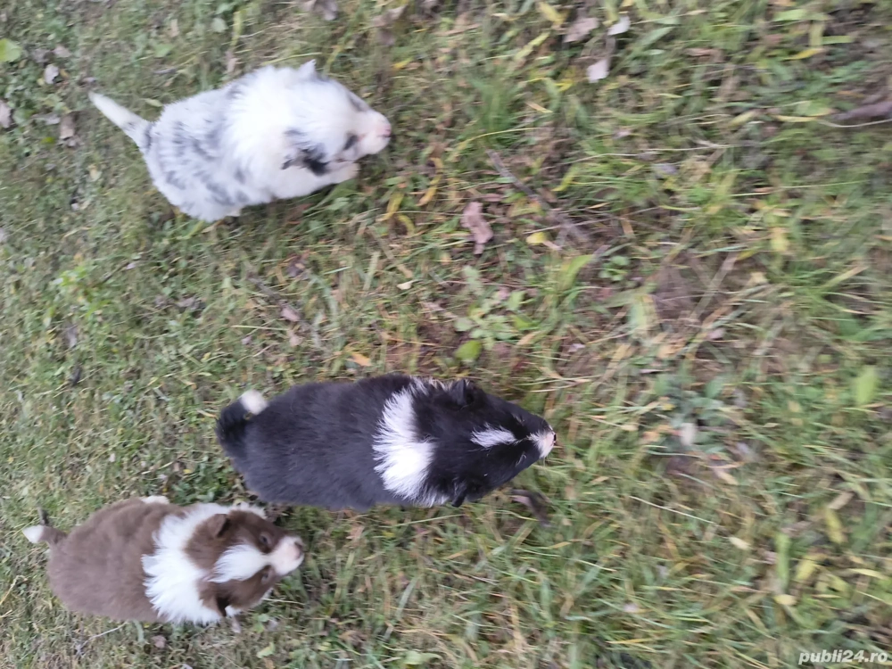 Catei border collie cu pedigree