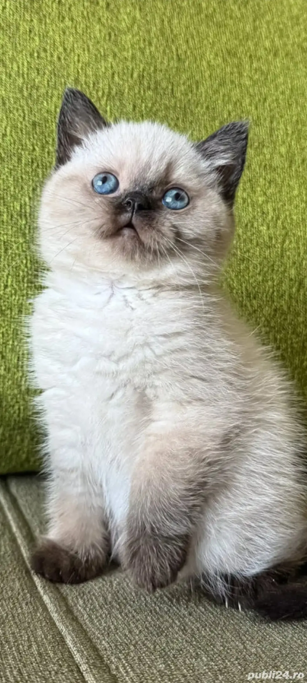 British Shorthair bluepoint!!!