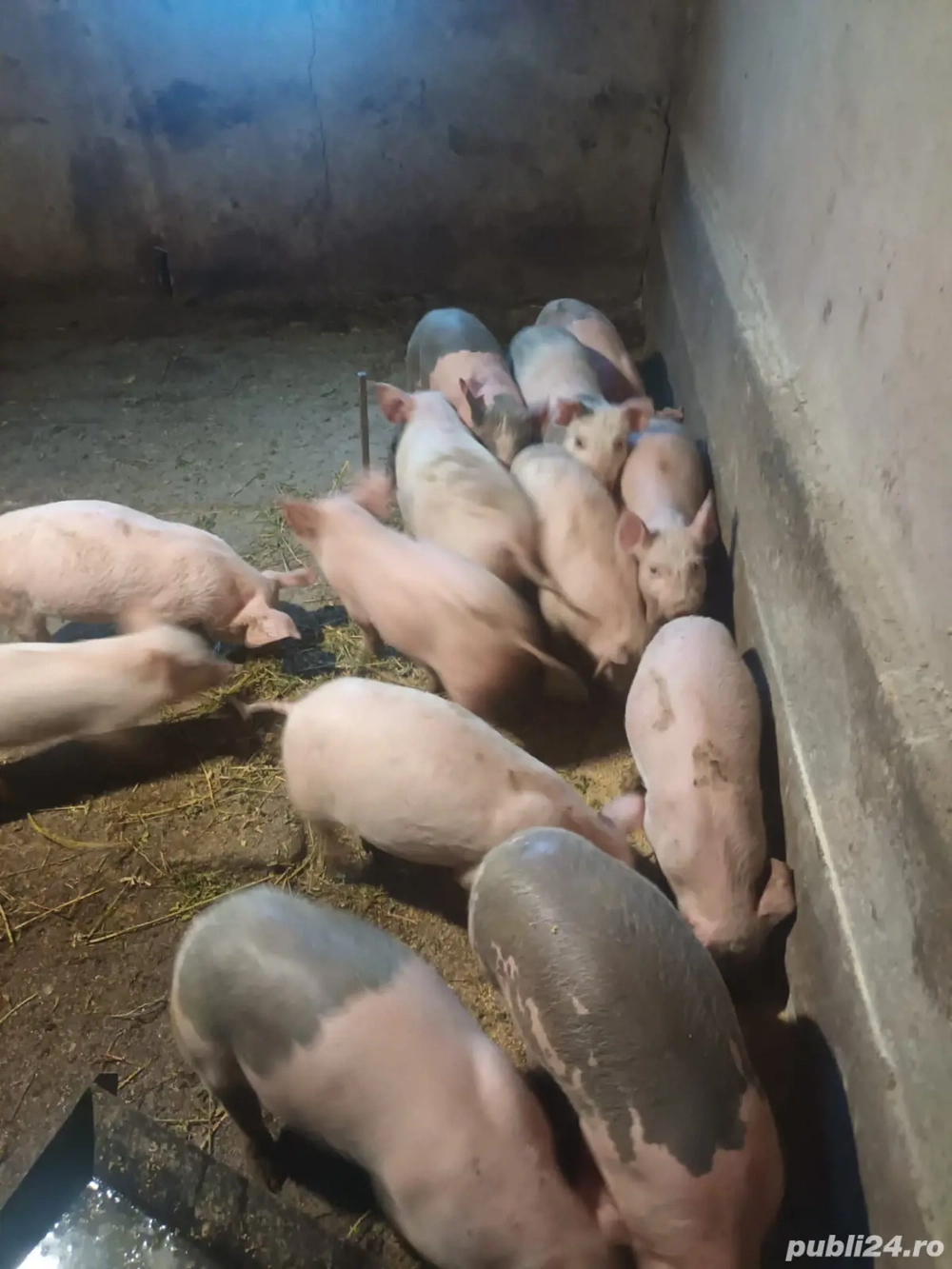 Purcei marele alb 10 saptamani, 6 masculi castrati si 4 femele