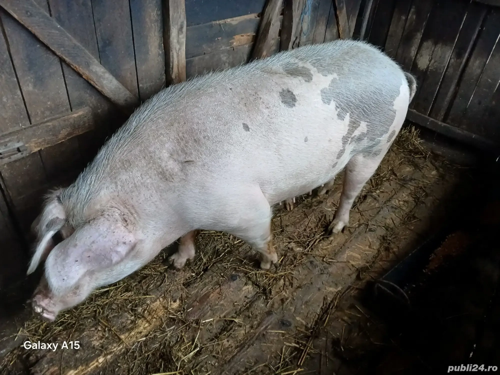 porc de vanzare, in Pogaceaua 
