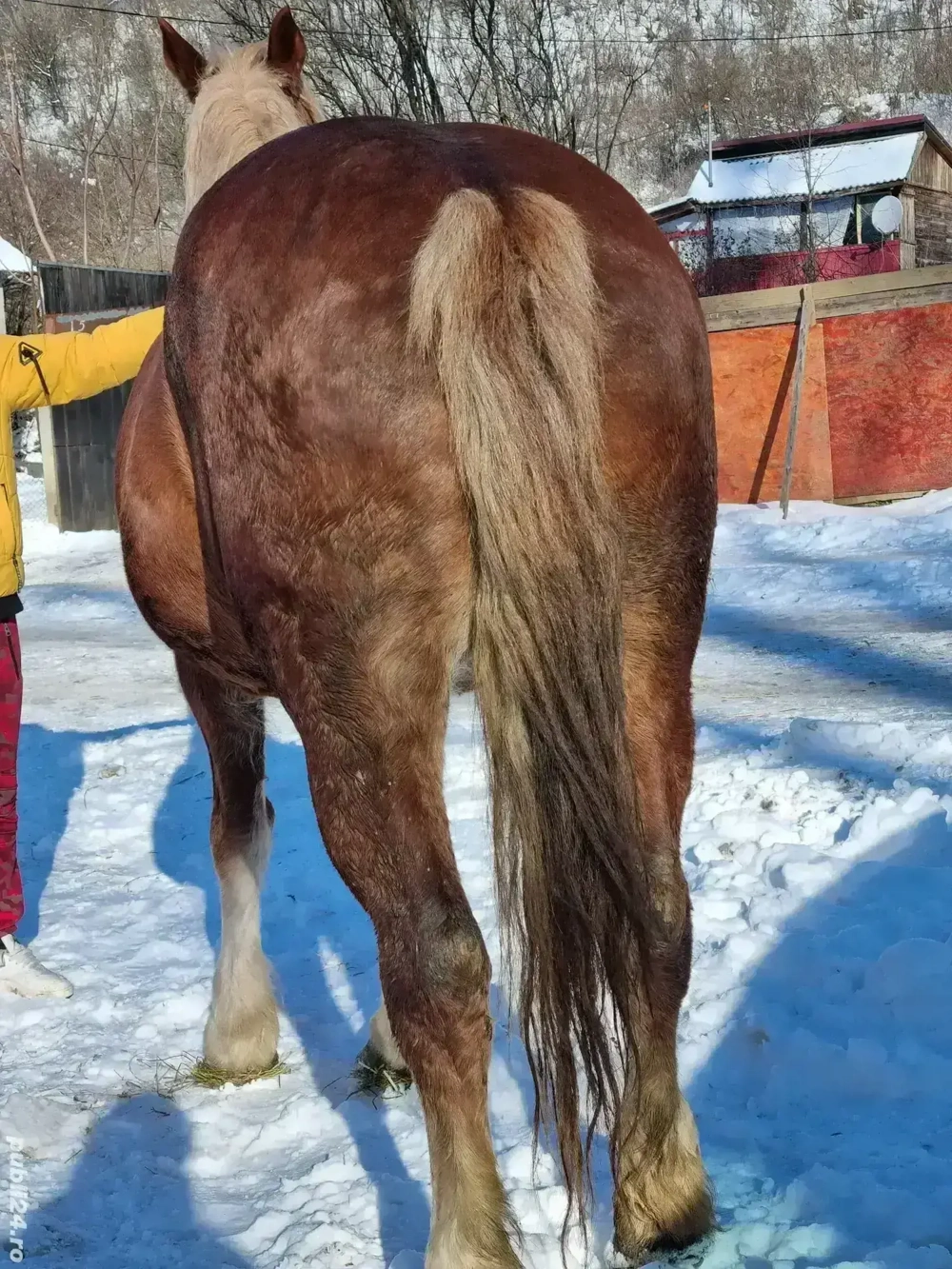 Vând iapă de căruța 