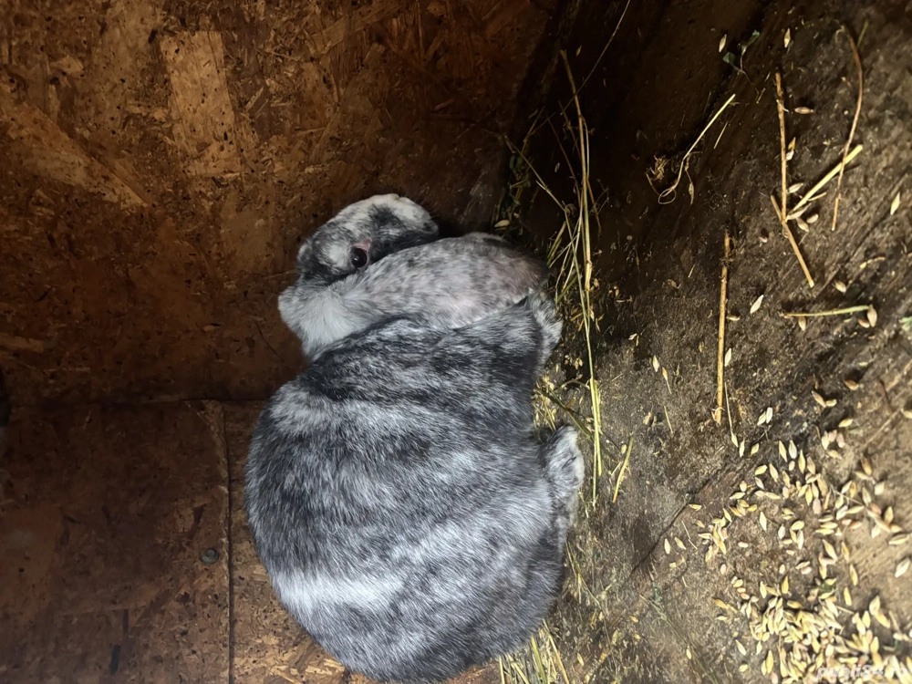 Femela berbec german rhon