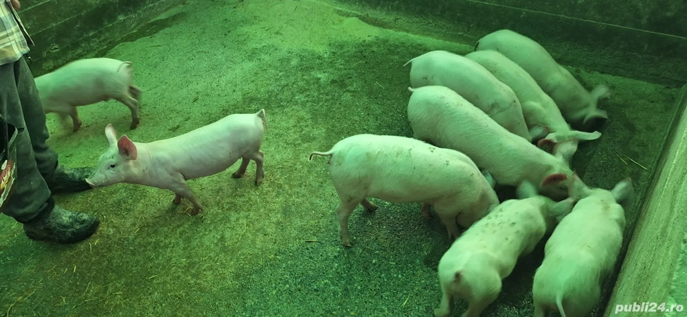 Vand pe cei 9 purcelusi