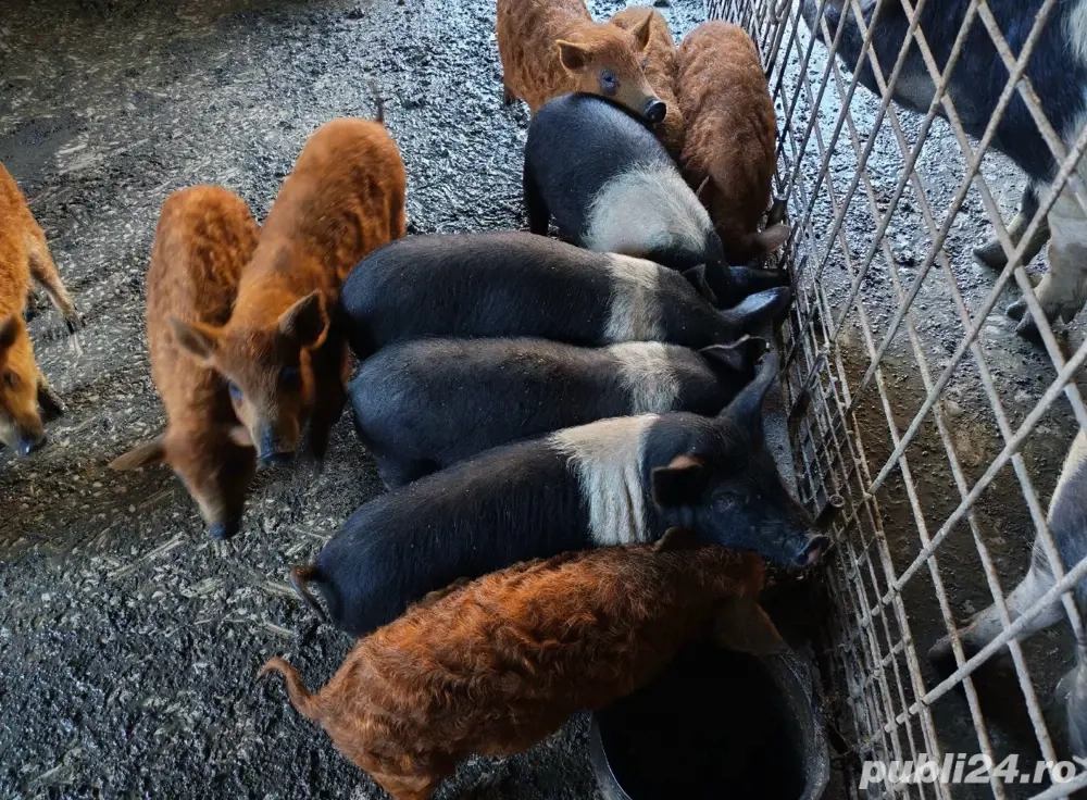 vand purcei de mangalita si bazna 
