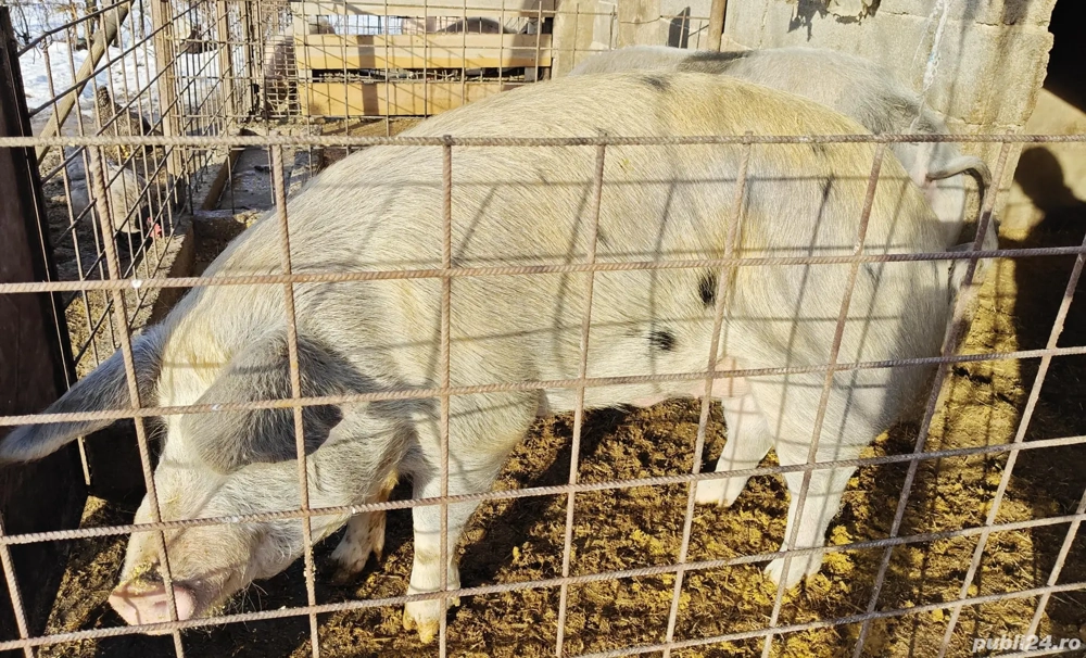 porci de vanzare