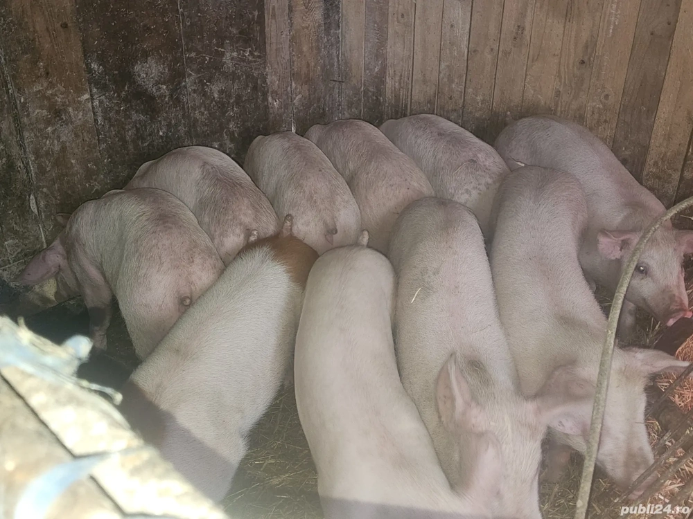 vând 12 soldani rasa de calitate de carne  pic cu sonca dubla 40-45 kg mascul castrați femele dispon