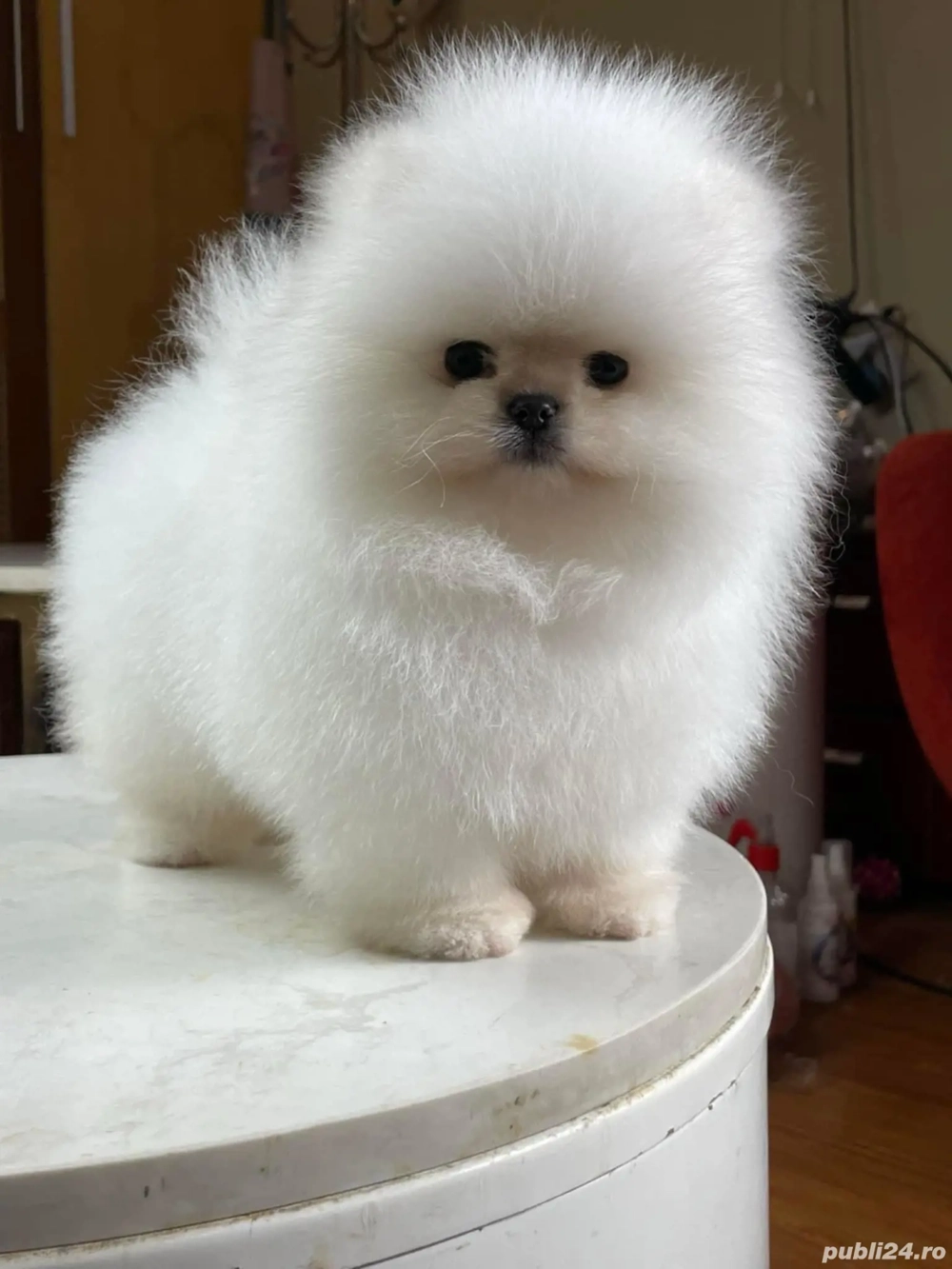 pomeranian alb ursulet mini toy