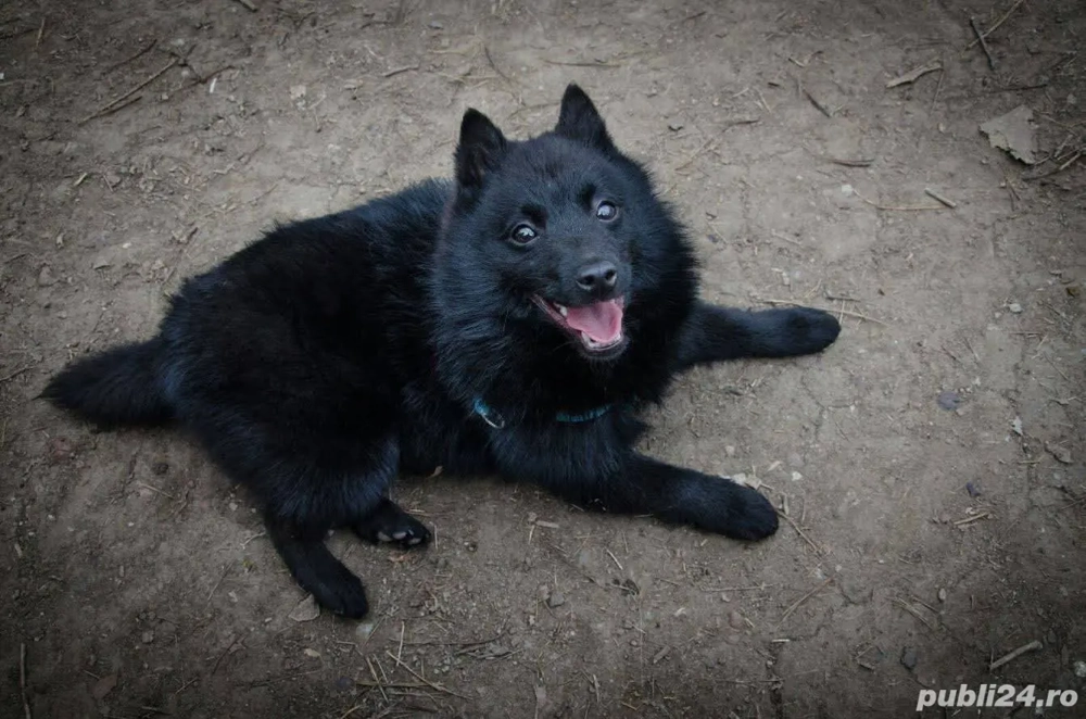 vand ciobanesc german negru