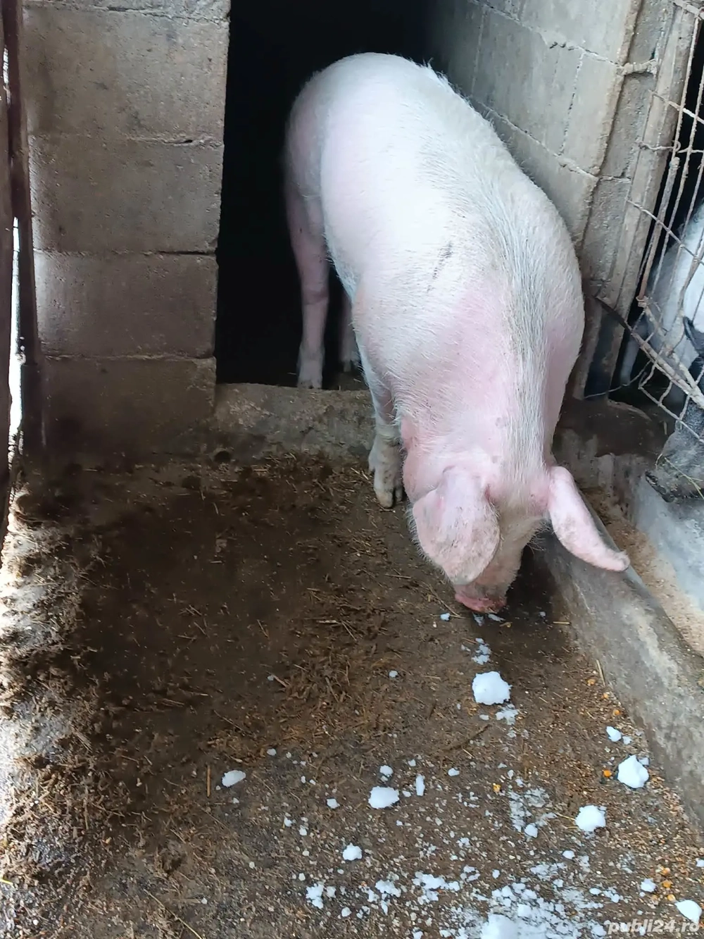 vind scroafa de 10 luni