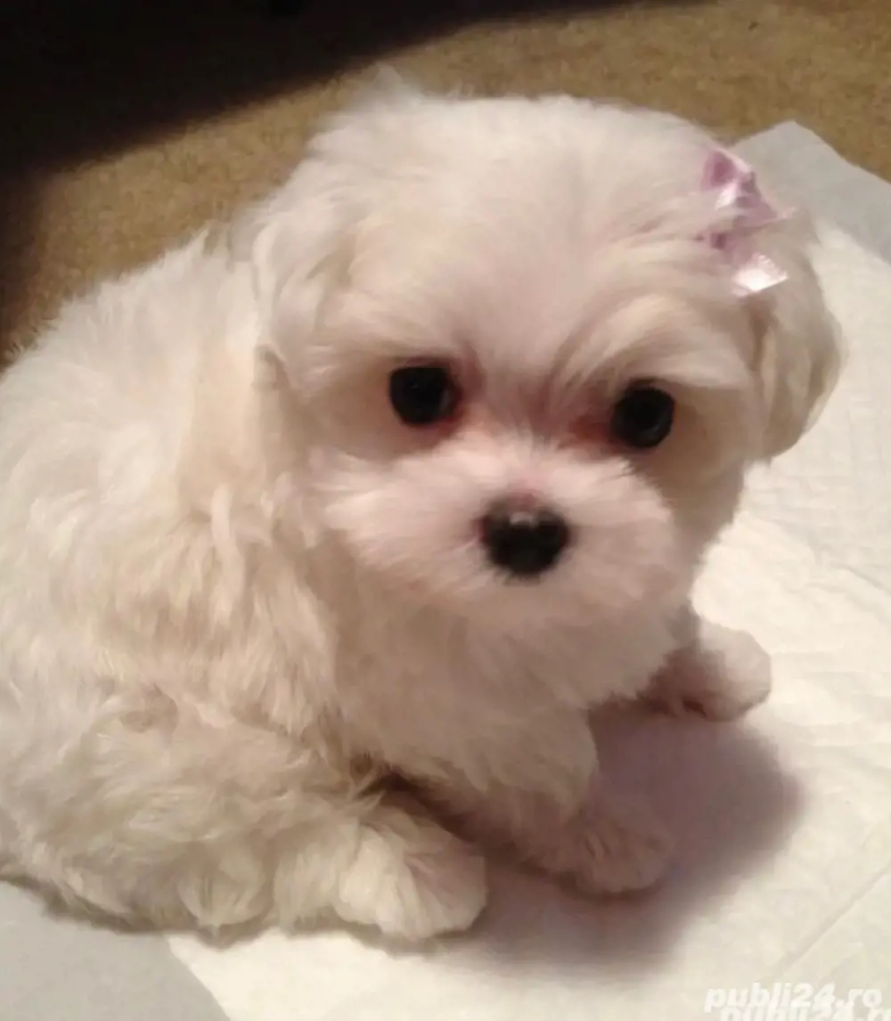 bichon maltesse alb pufos