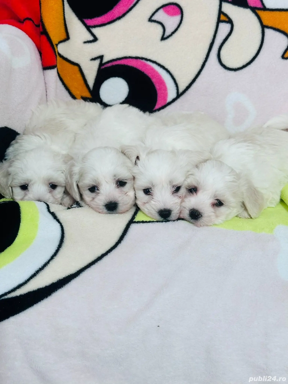 Bichon maltez talie mica 