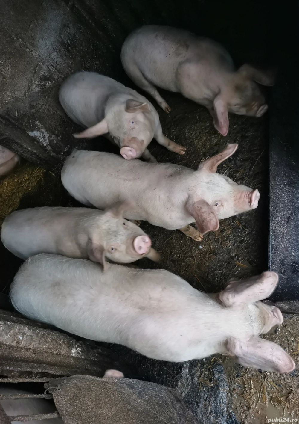 Șuldei frumoși și mâncăcioși de vânzare 