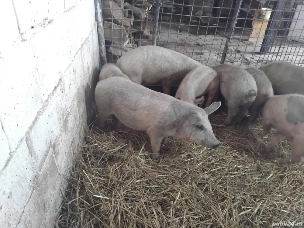 de vanzare soldani de rasa mangalita 