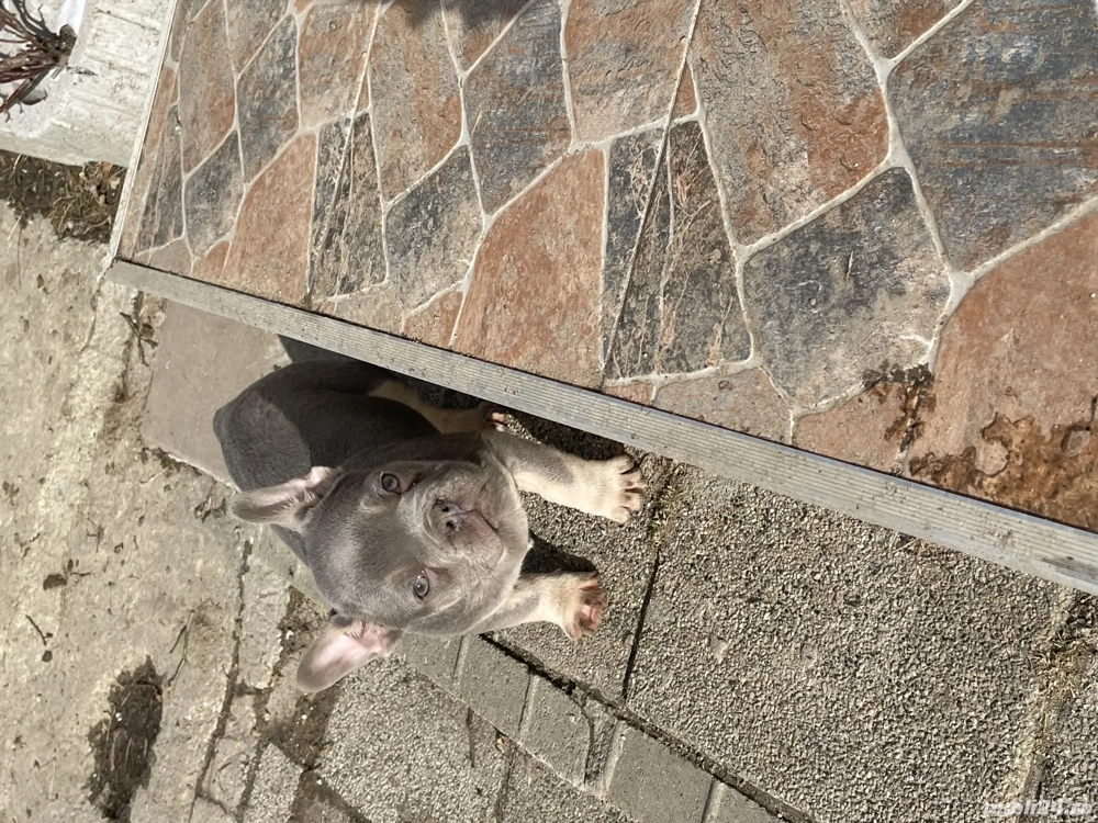 Bulldog francez deosebit 