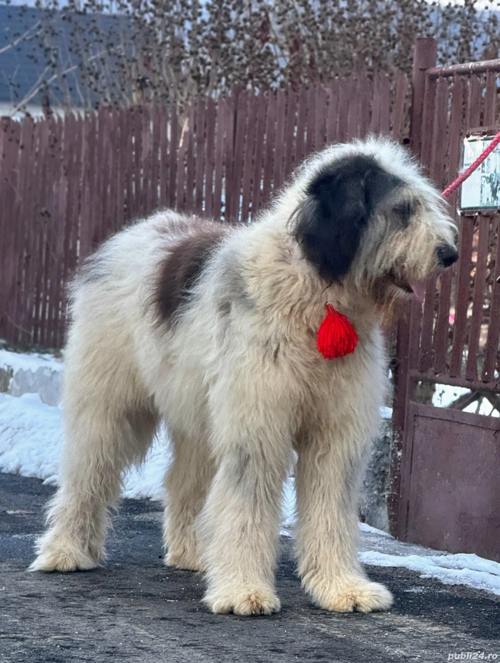 Femelă Ciobănesc Mioritic cu Pedigree