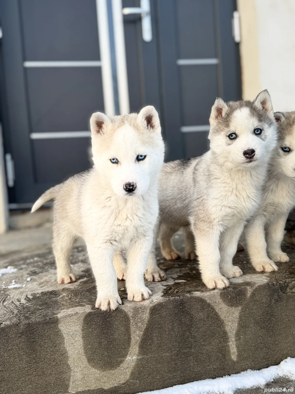 Pui Husky Siberian 