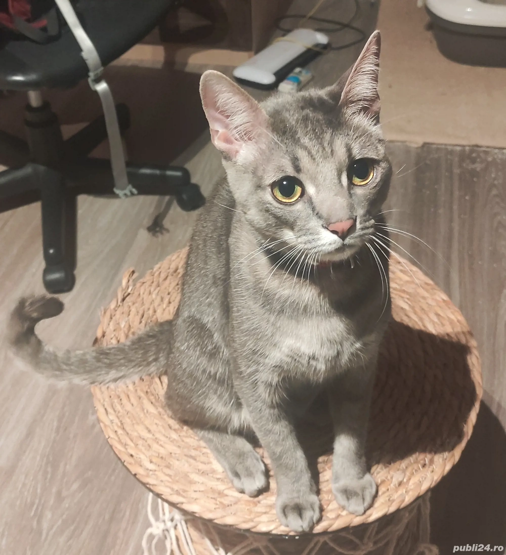 Adoptie Urgent - Dora 1,5 ani - Gata educata si cu obiectele ei personale