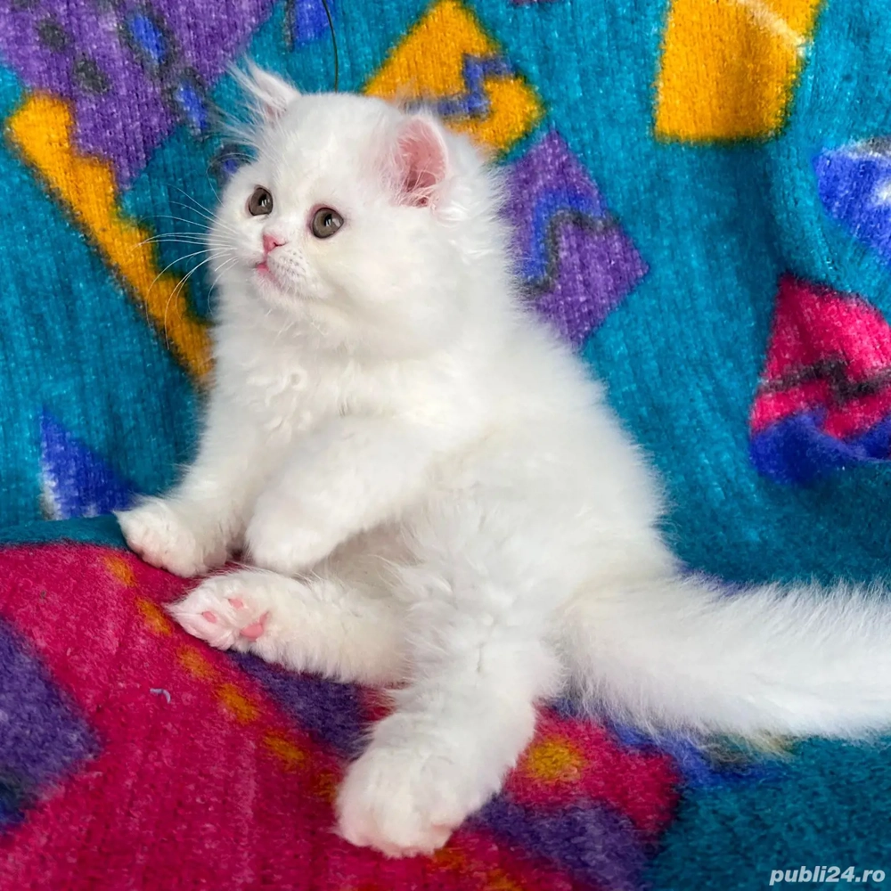 Pisicuță Scottish Straight Longhair, mic fulg de nea, deține Pedigree