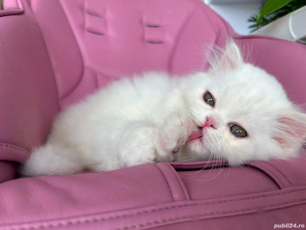 Pisicuță Scottish Straight Longhair, mic fulg de nea, deține Pedigree