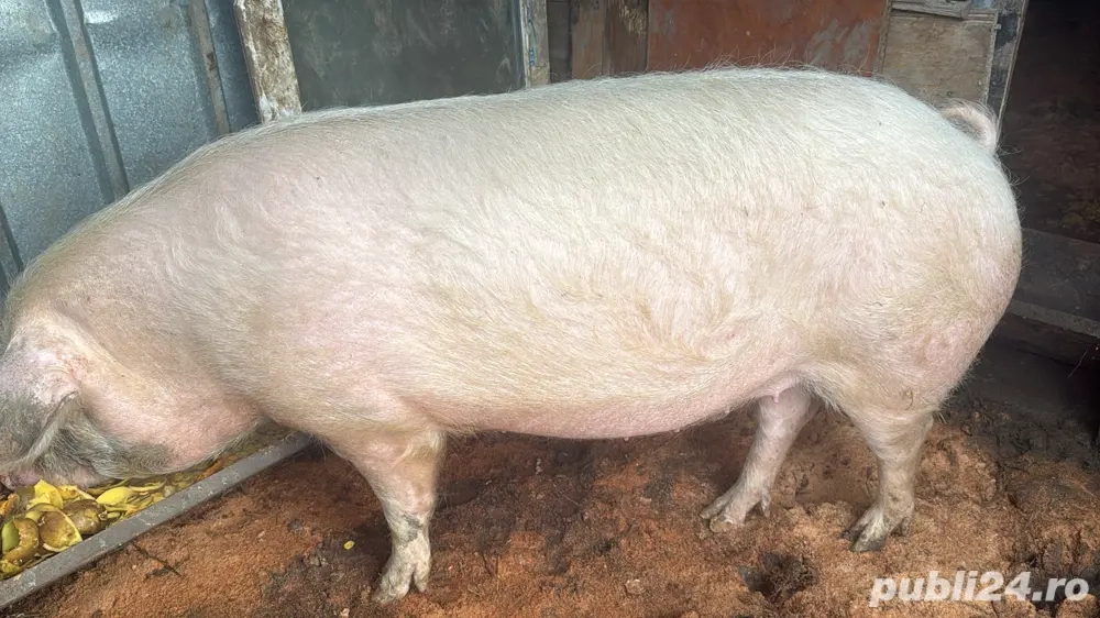 vand scroafa gestanta 