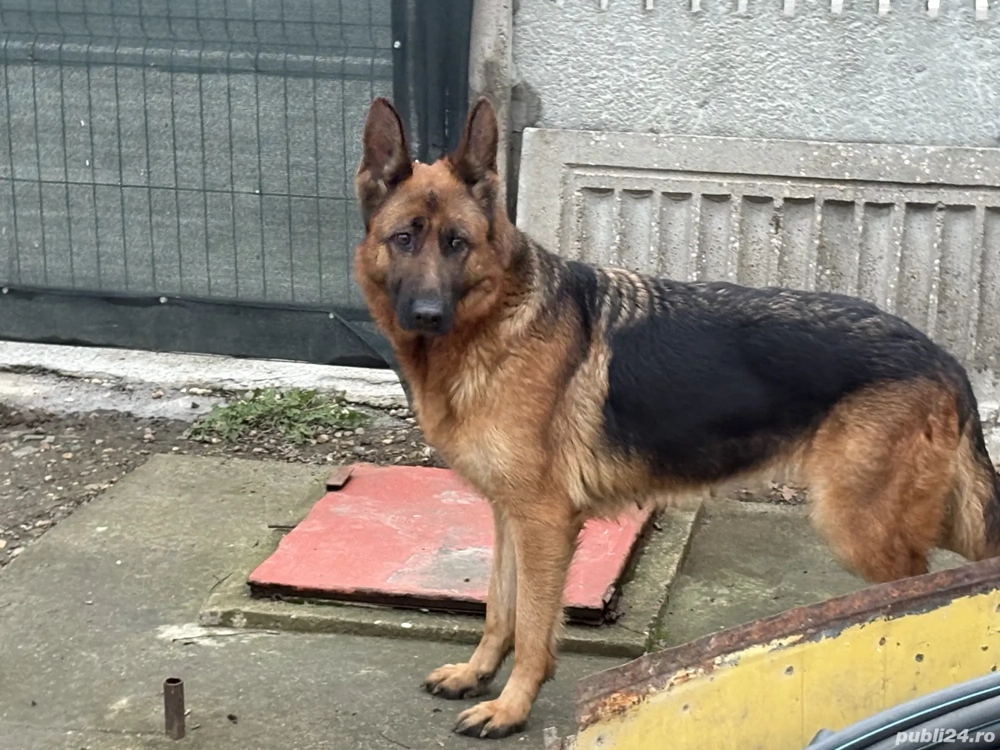 Femela Ciobănesc german,vârsta 3 ani