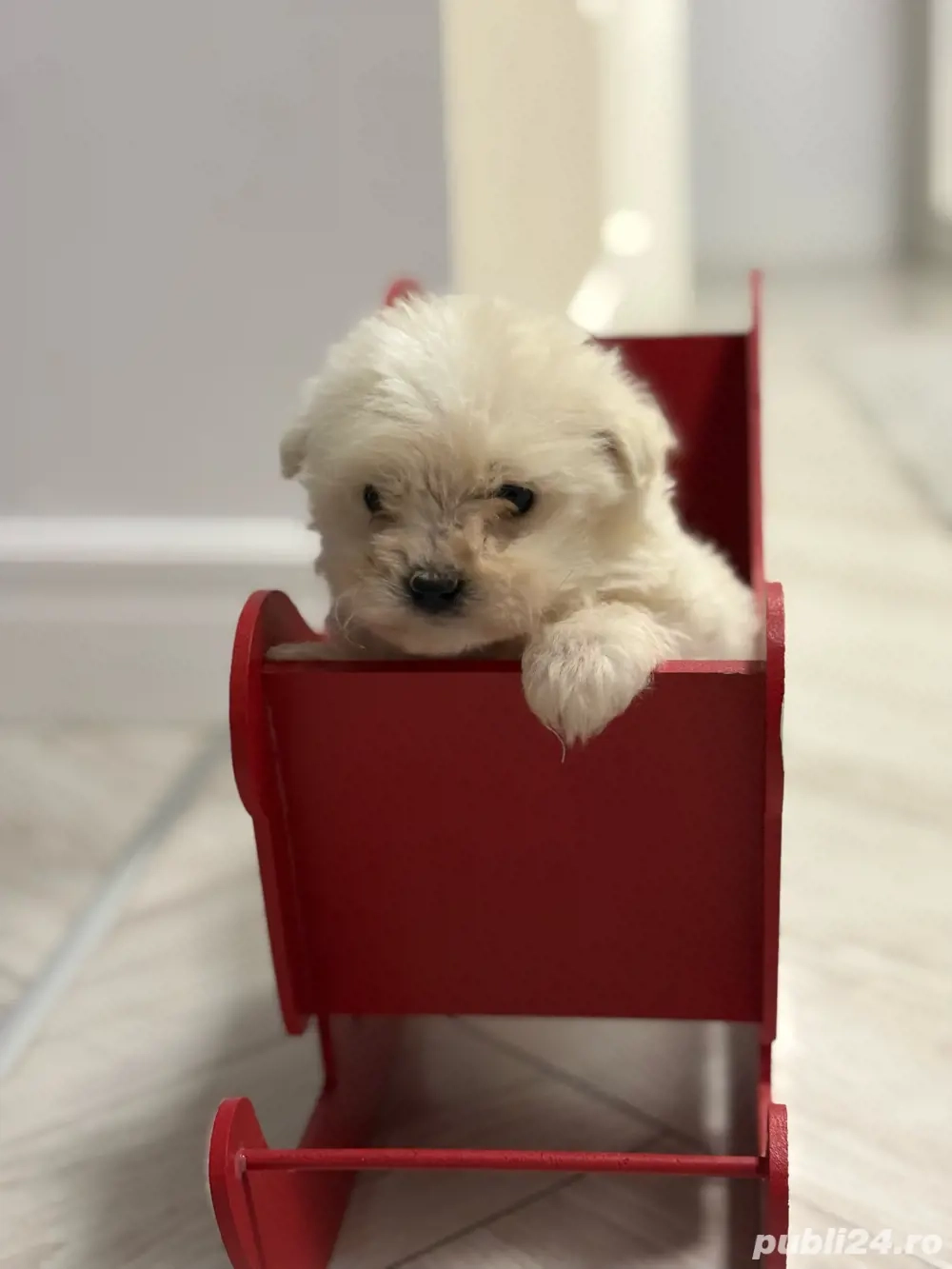 Bichon Maltez Fetita 