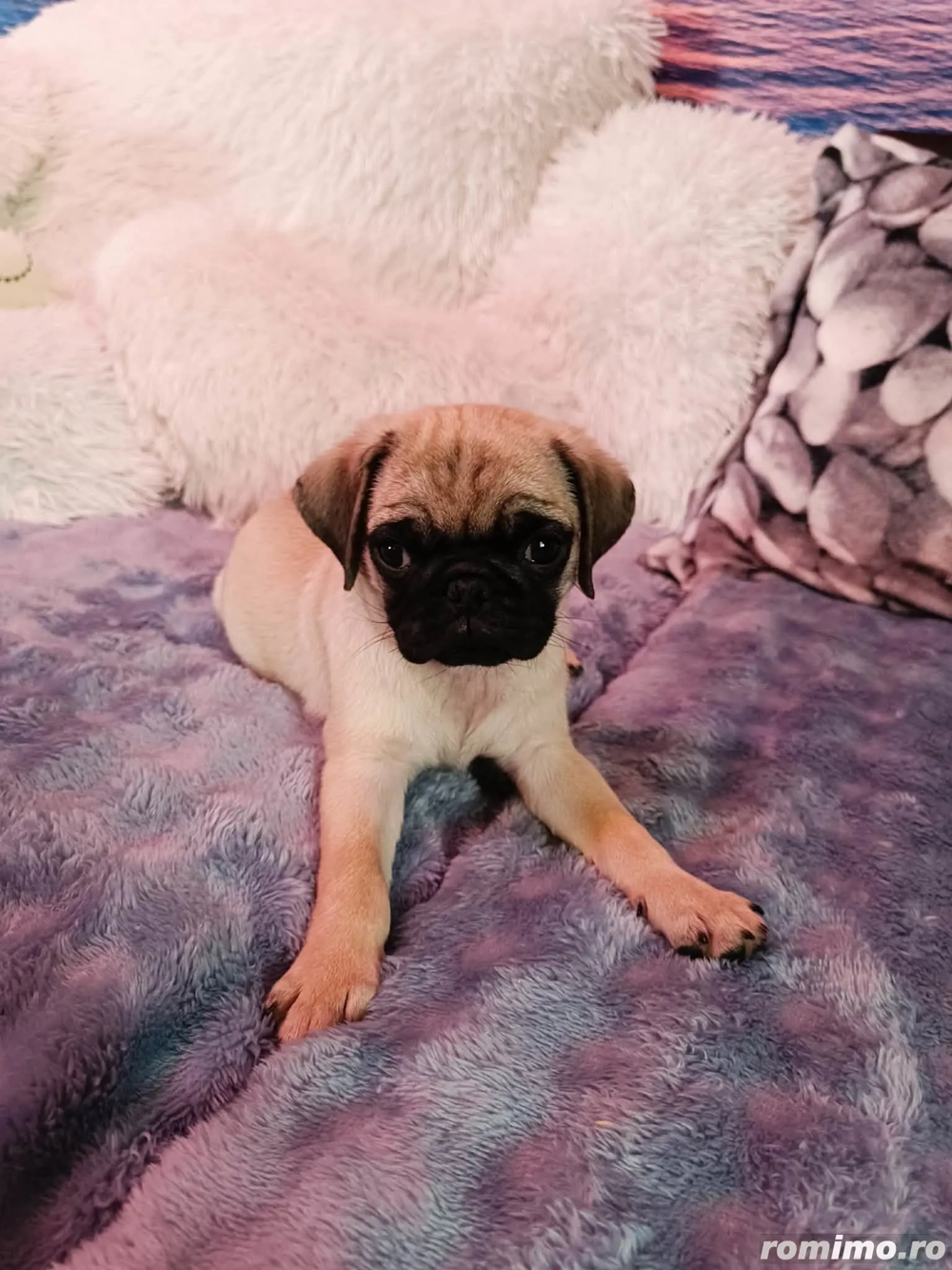 Vând pug mops 3 luni 