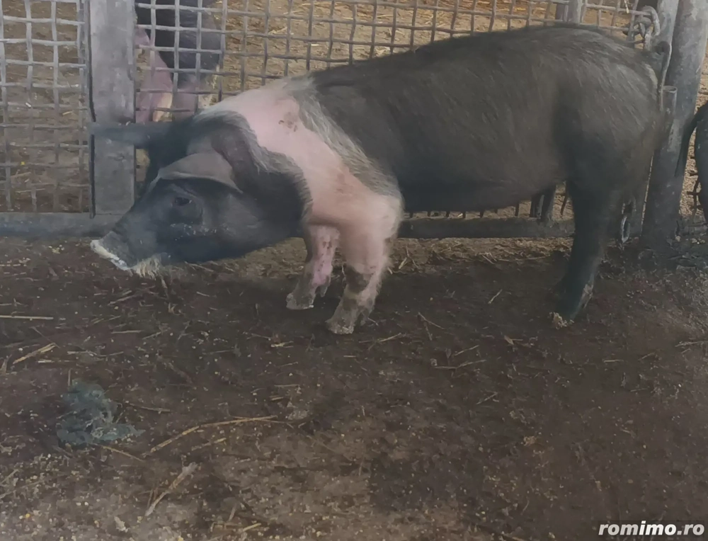 Disponibile 2 scrofite metis bazna 