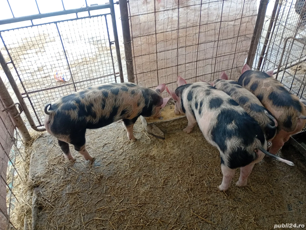 Purcei de vanzare pietran cu putin duroc 