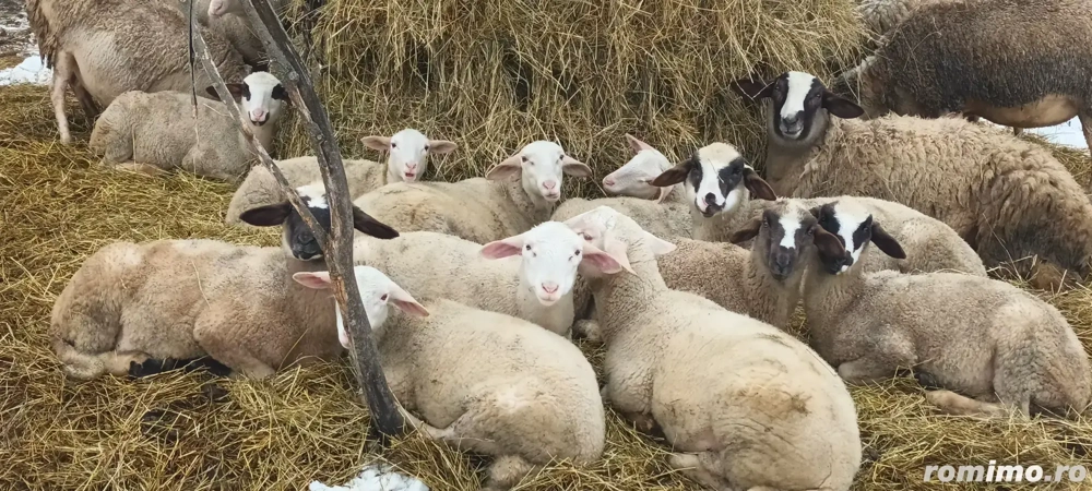 Cârlani metiși Lacaune