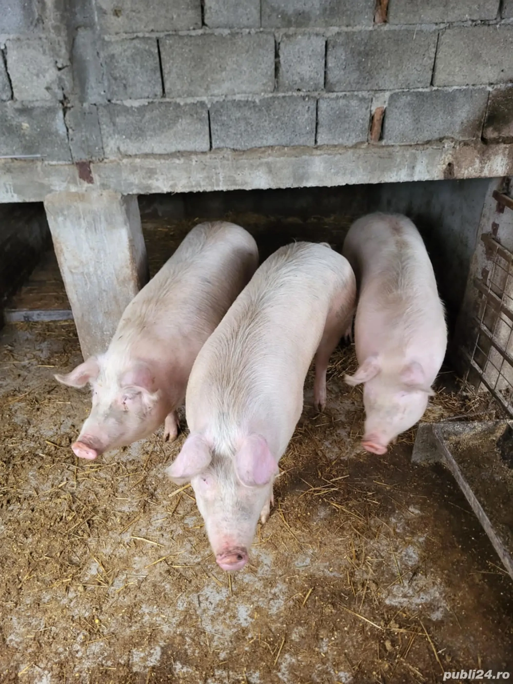 Purcele rasa Landrace 