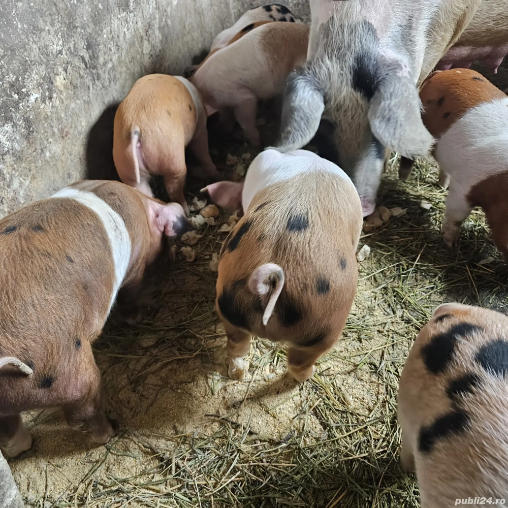 Prcei duroc   landras