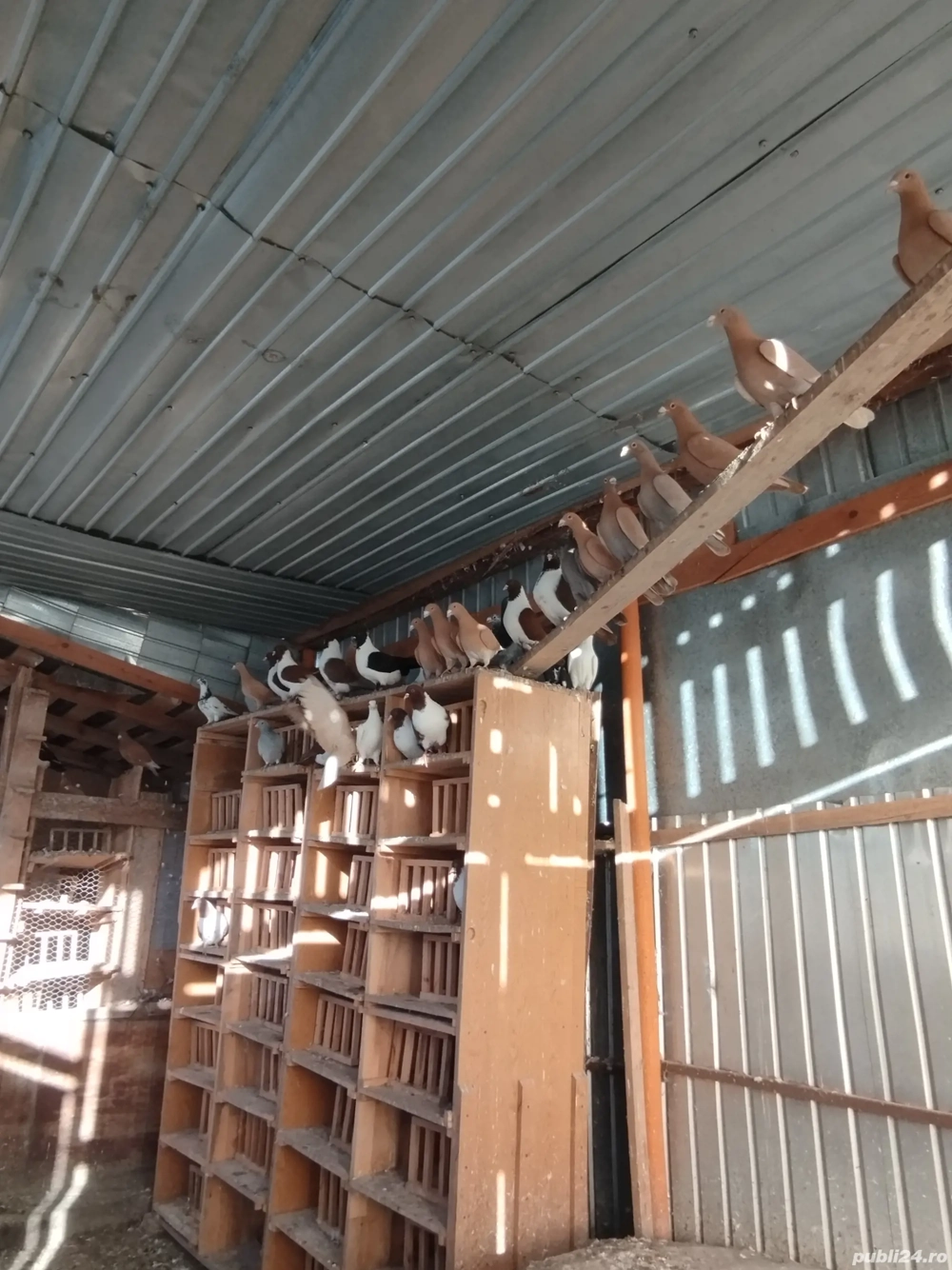 Vând porumbei de rasă 