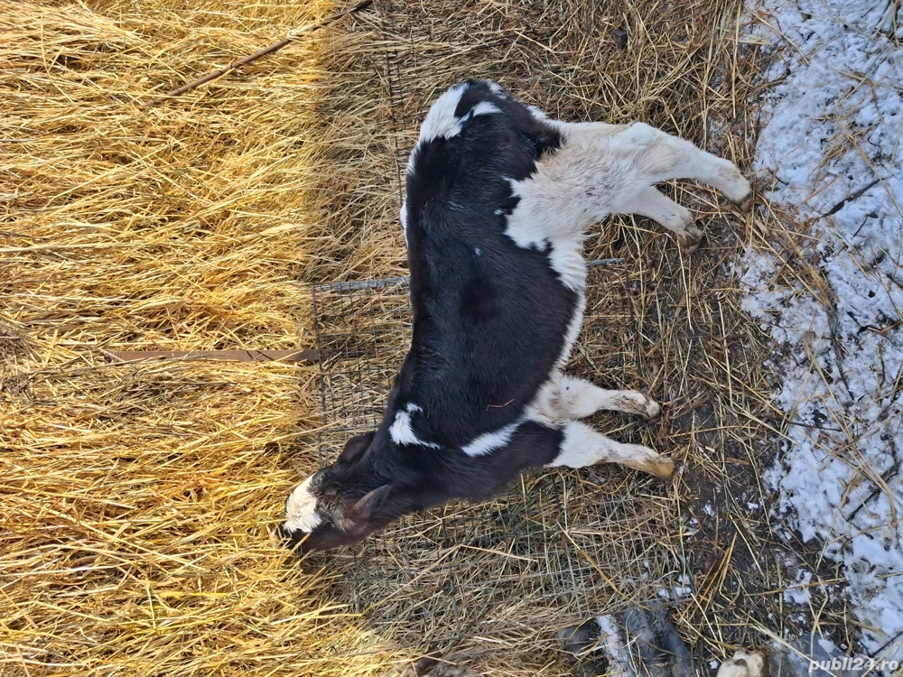 vitea de o luna jumate 