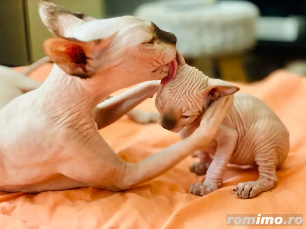 Motanel Sphynx