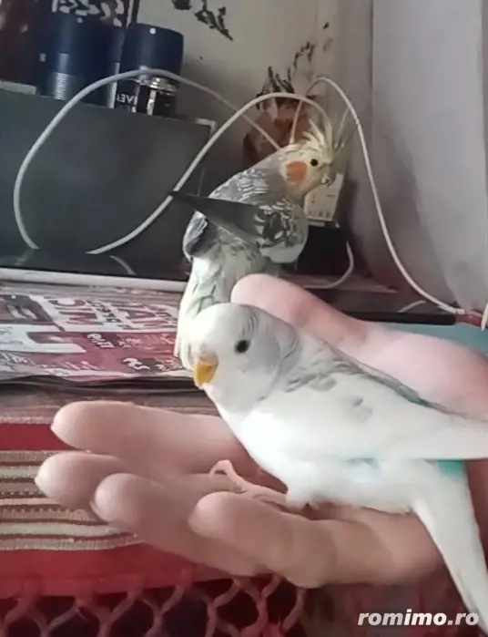 Vand doi perusi si o nimfa