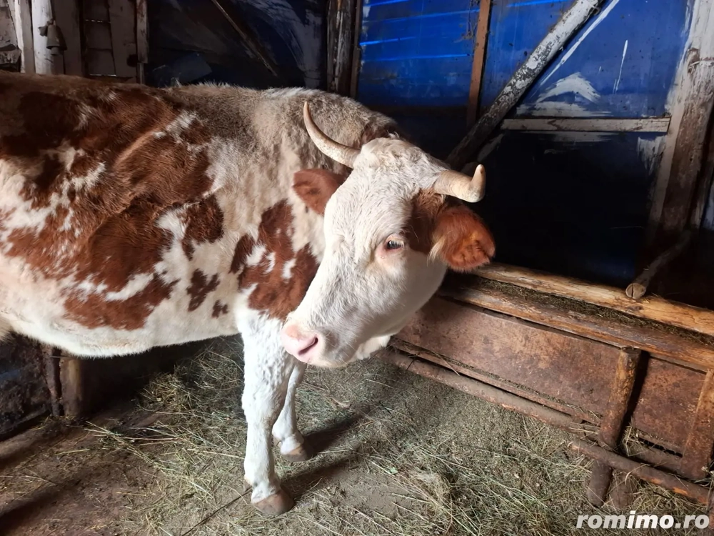 Vând vacă cu vițel