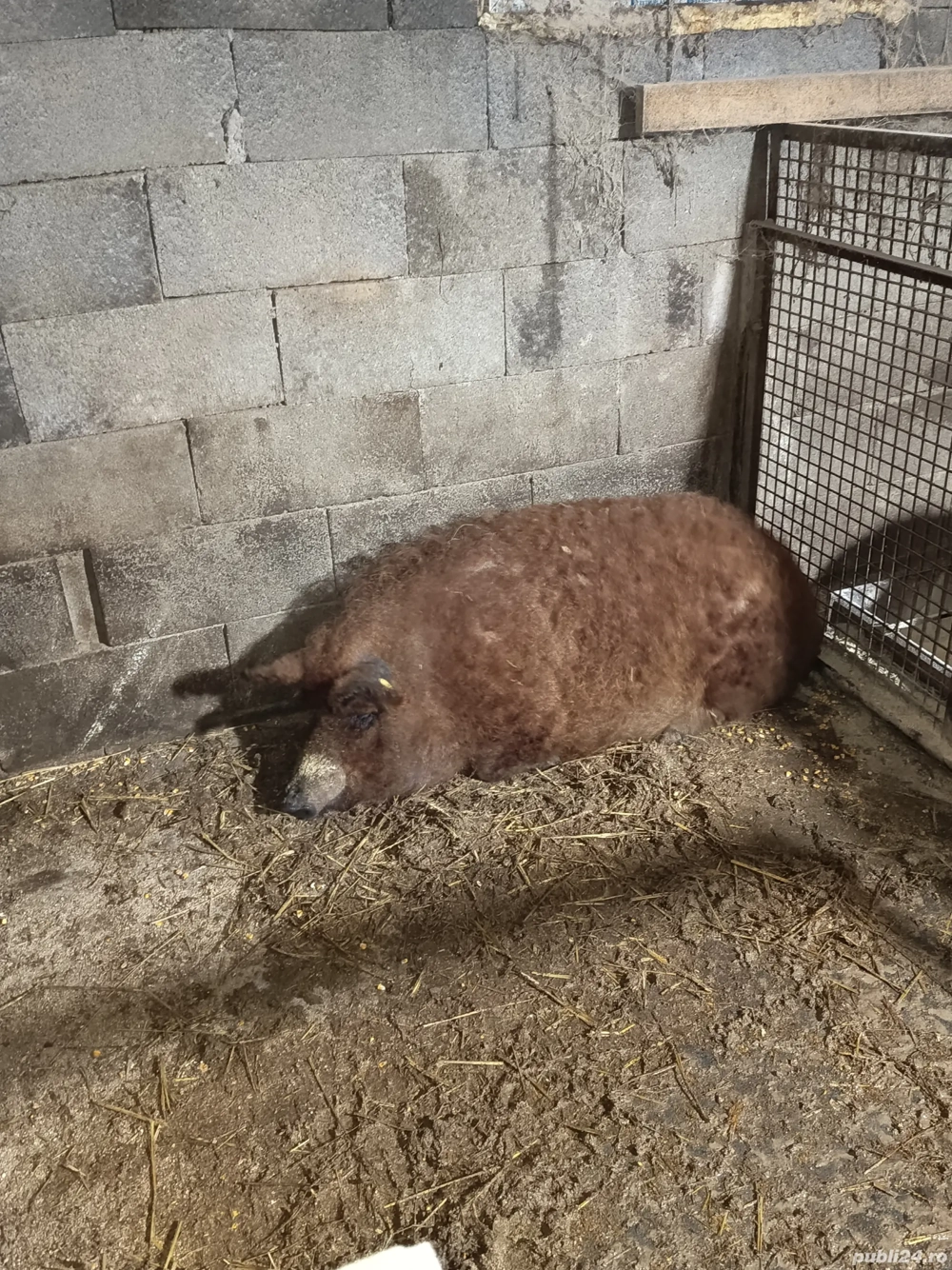 vand purce mangalița 