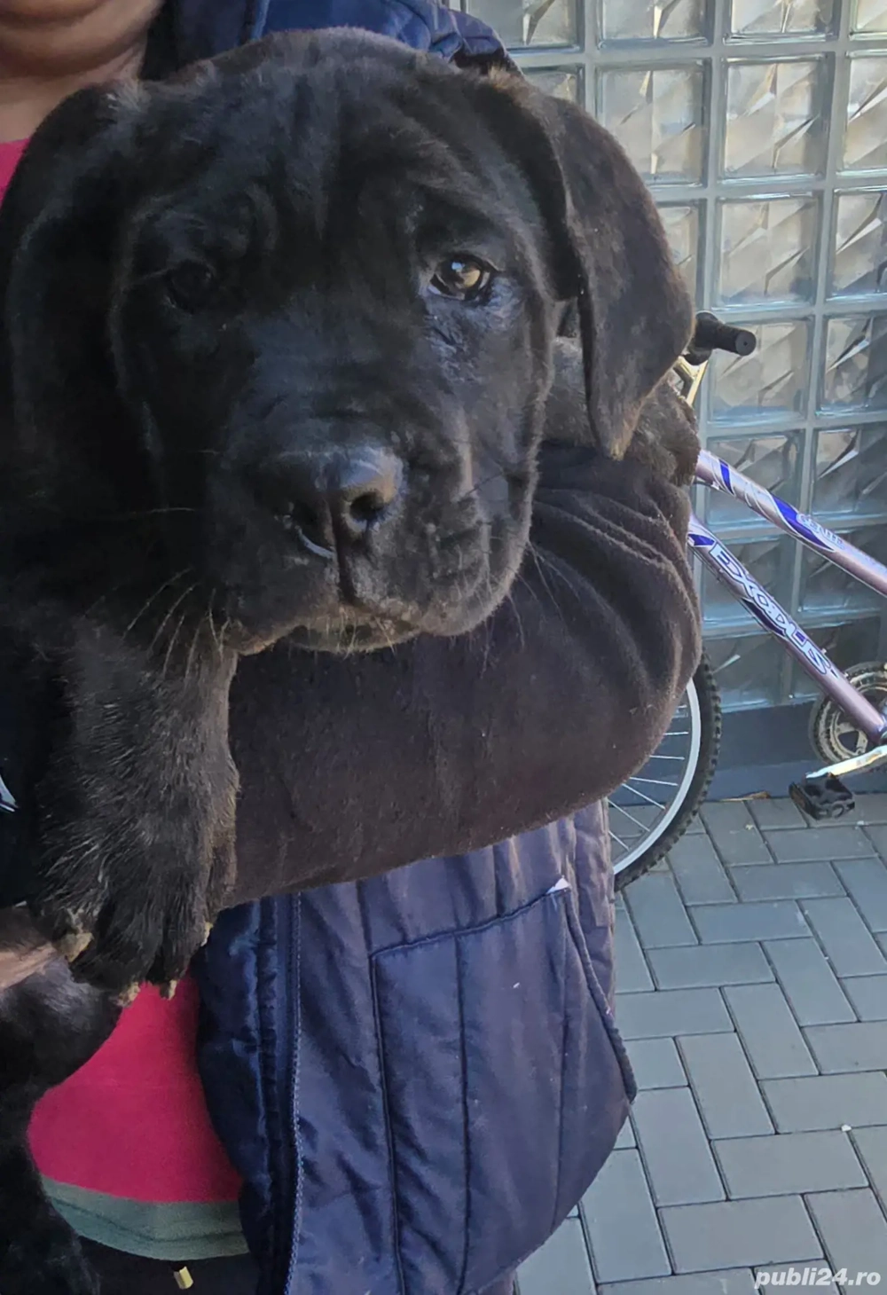 Cățeluși cane corso de vanzare 