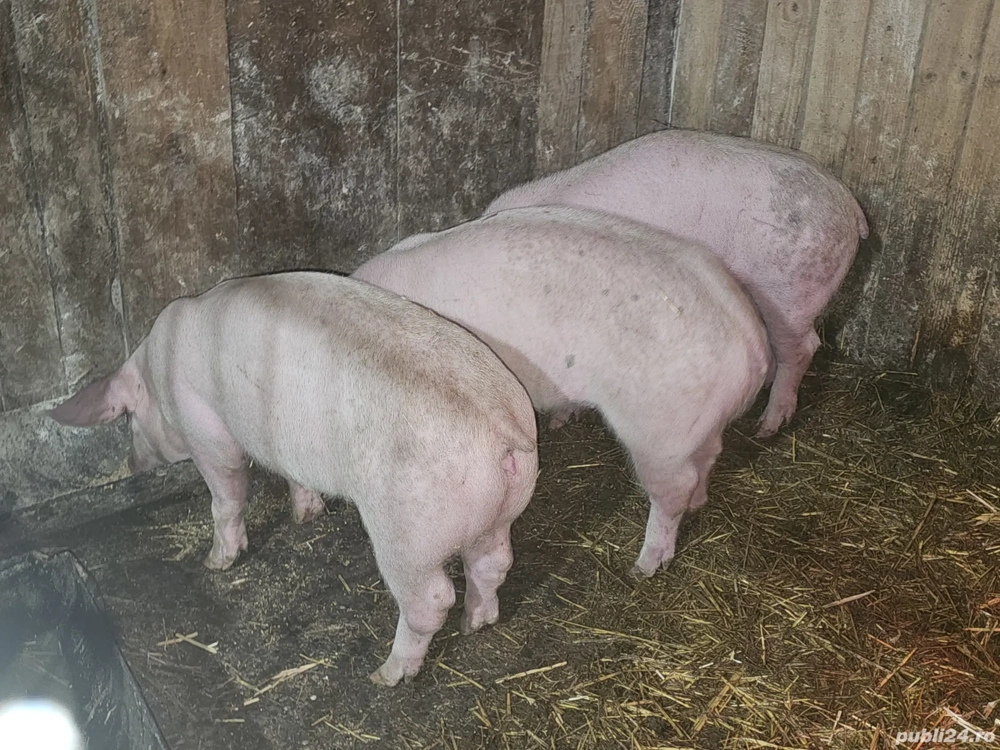 vând 3 soldani rasa de calitate de carne 40-45 kg mascul castrați femele disponibile 