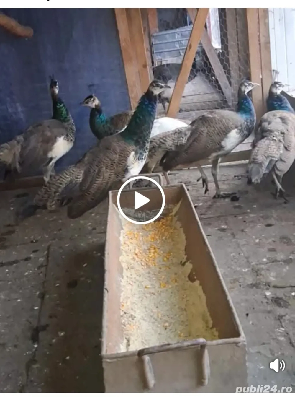 Pui paun disponibili 