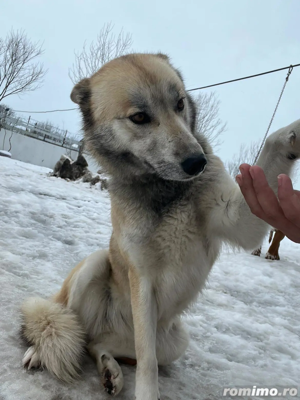 donez lup cehoslovac