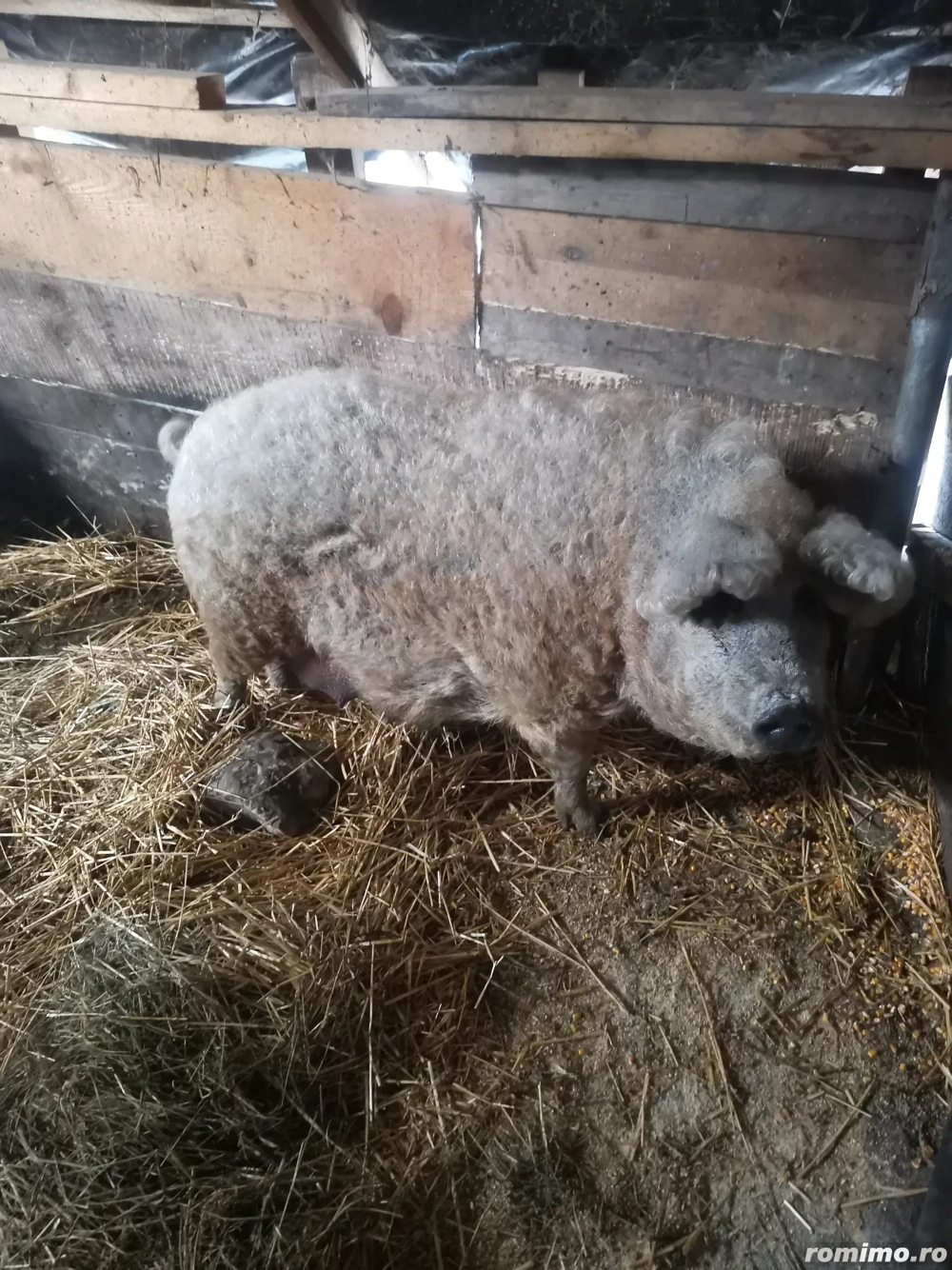 Vând purcea mangalita 