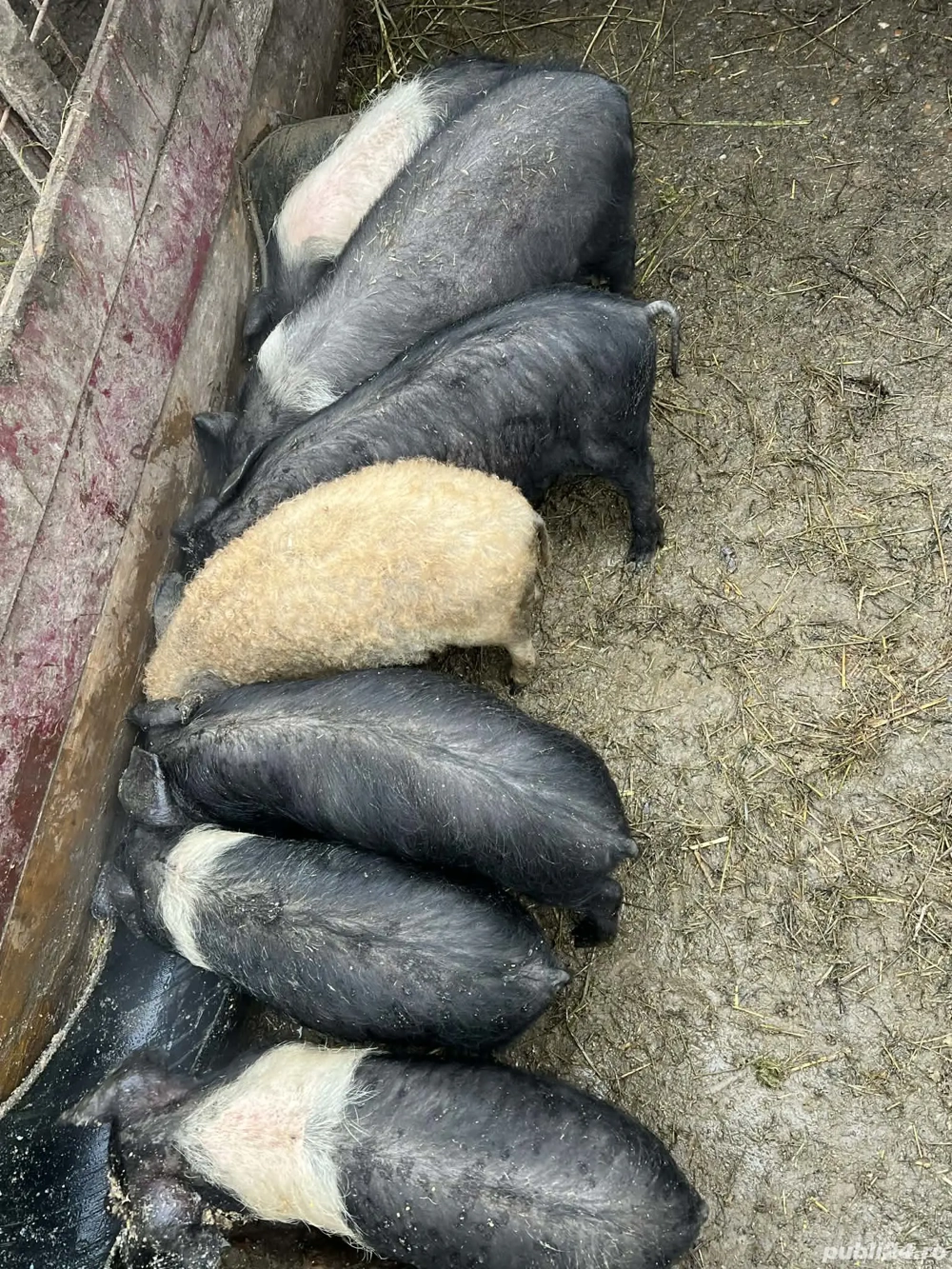 Purcei bazna de vanzare!