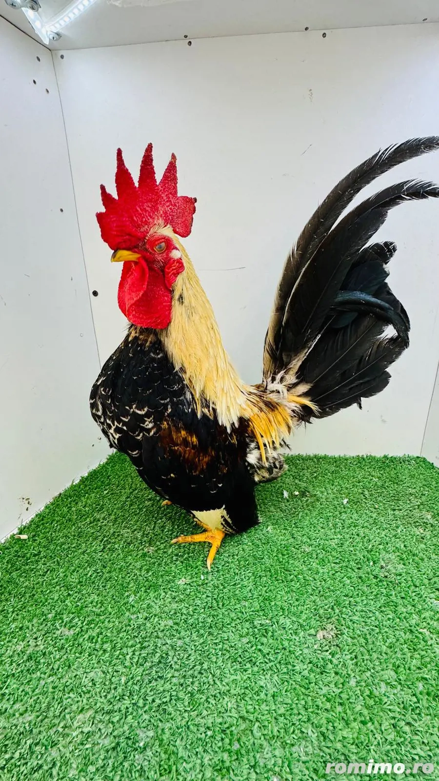 Vând 6 gainuse si in cocosel rasa Chabo