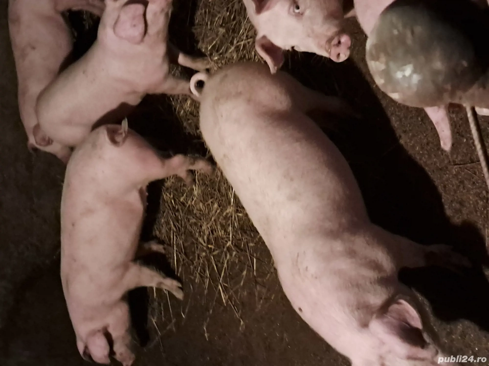 purcei de vanzare oreț 750 bucata